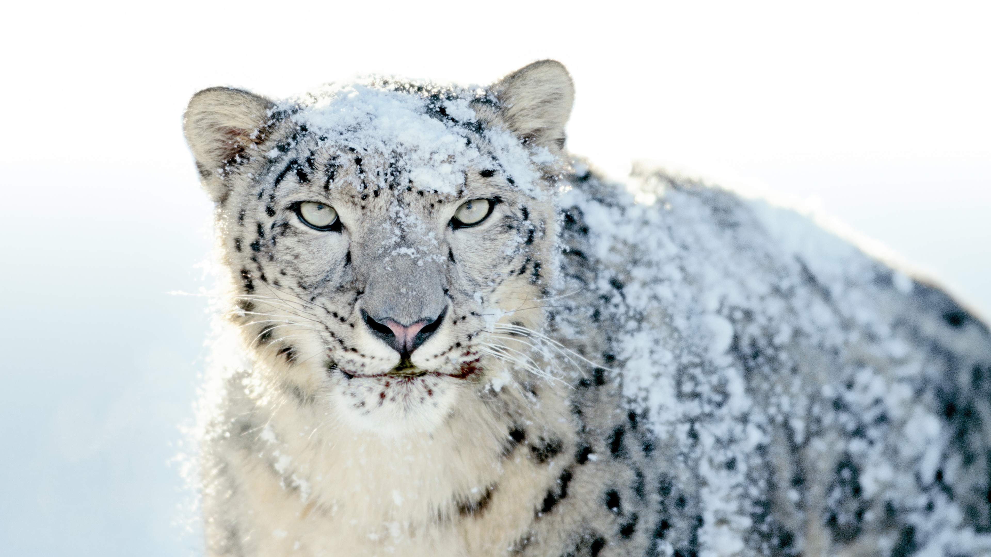 OS X Snow Leopard Stock Wallpaper