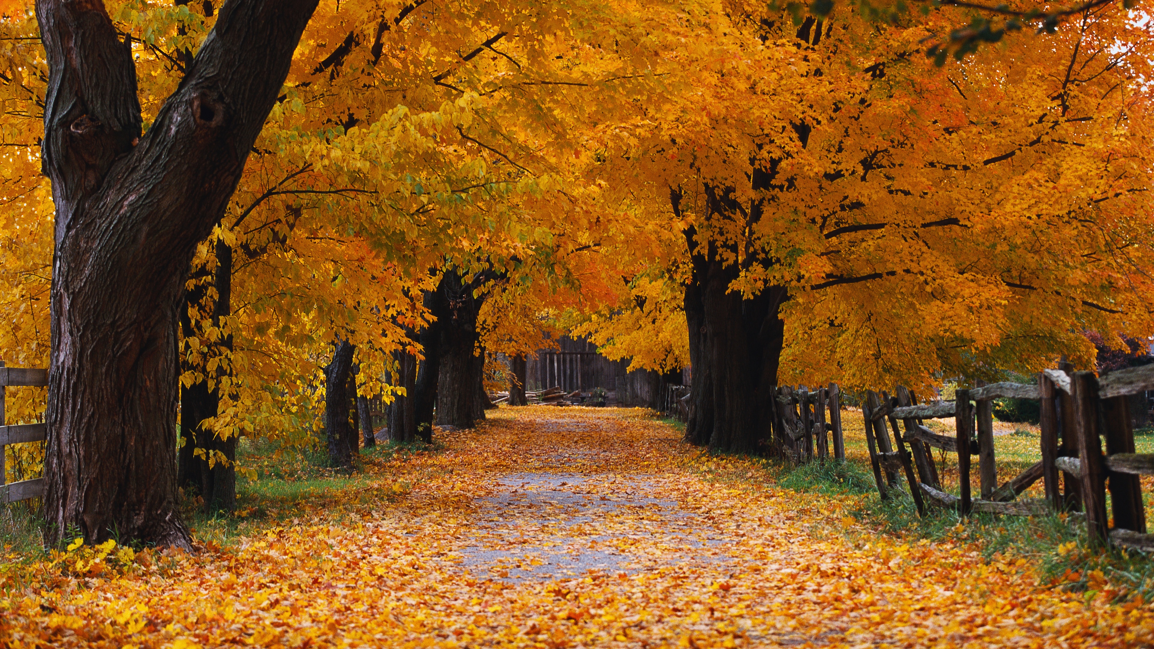 Windows XP Autumn Wallpaper
