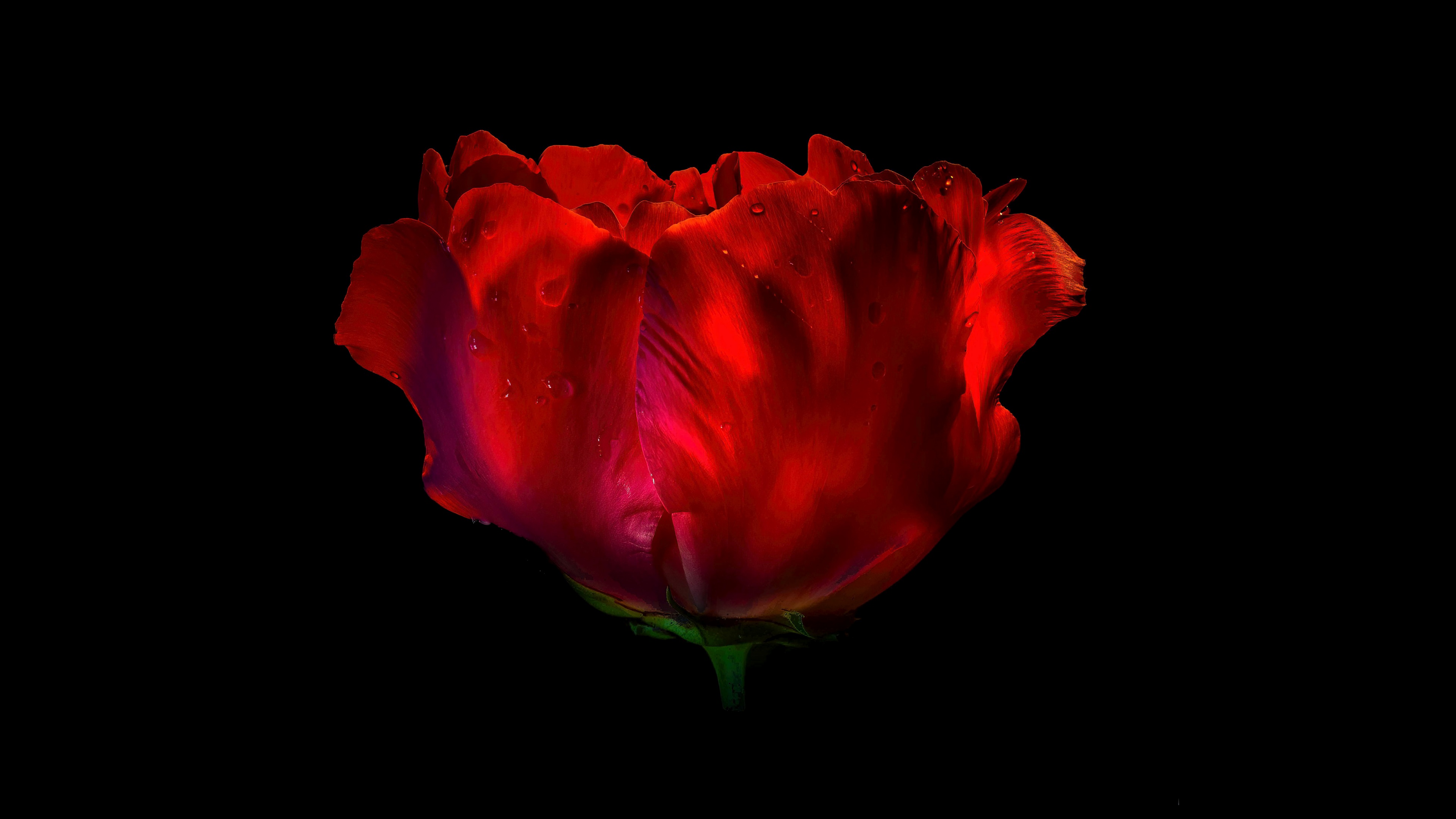 Red Rose AMOLED Wallpaper