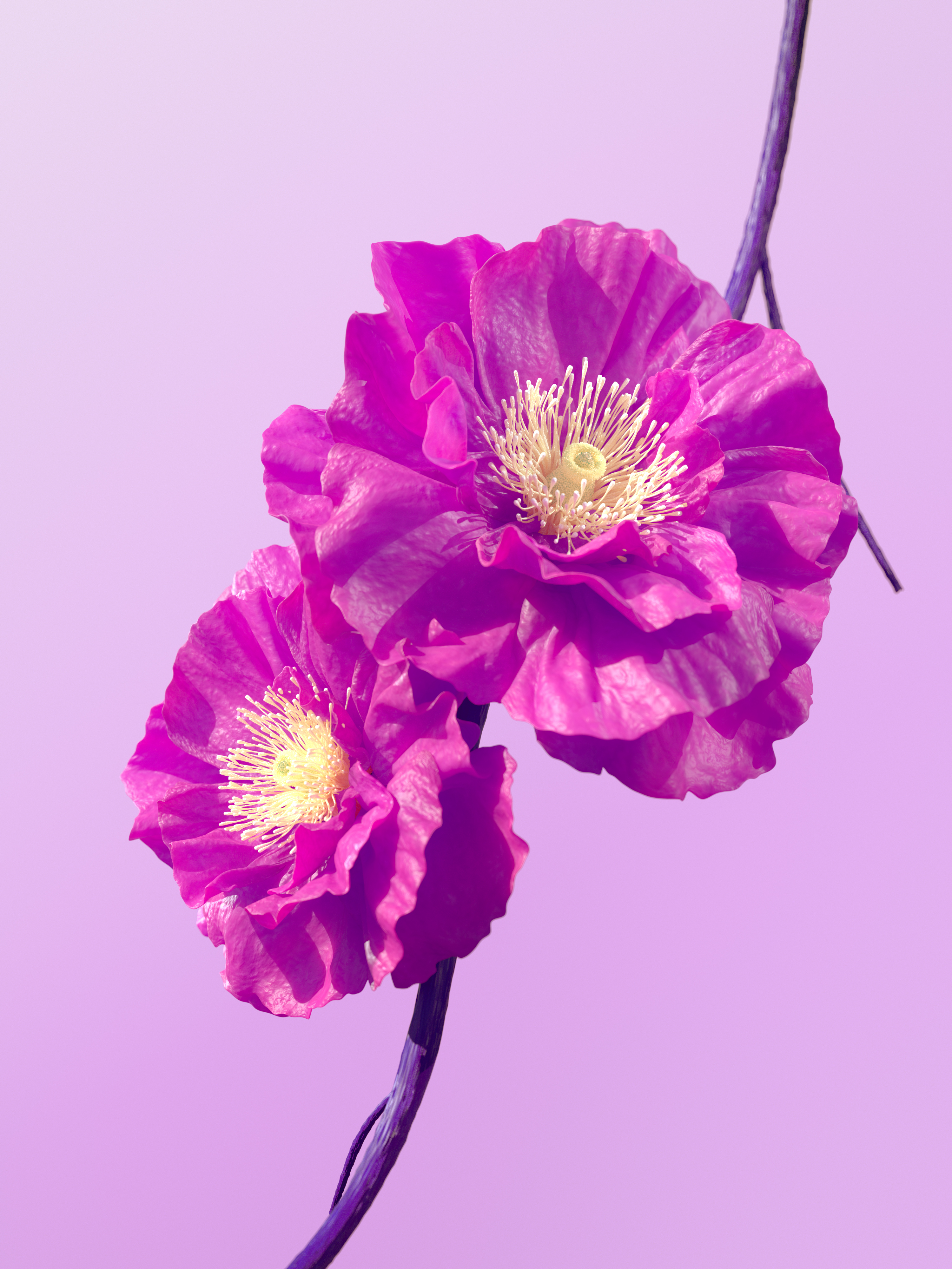 Hibiscus flowers Pink flowers Wallpaper
