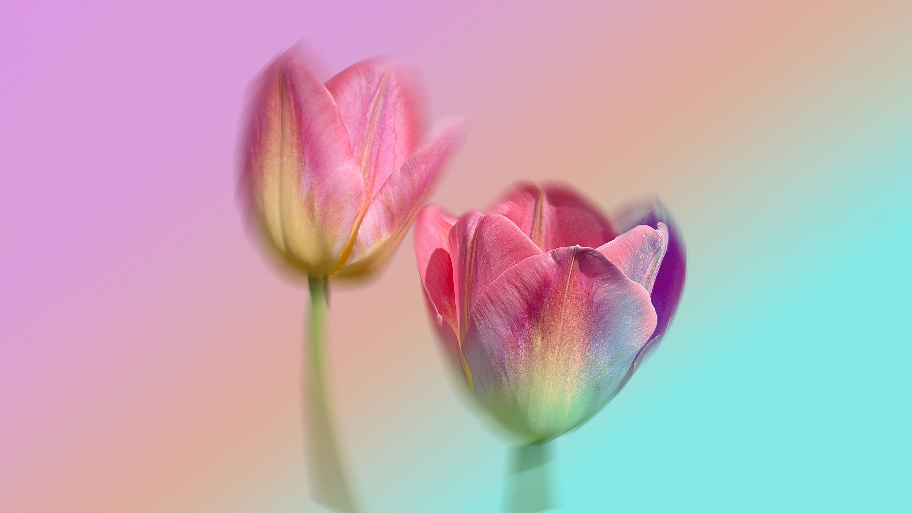Pink Tulips Gradient background Wallpaper