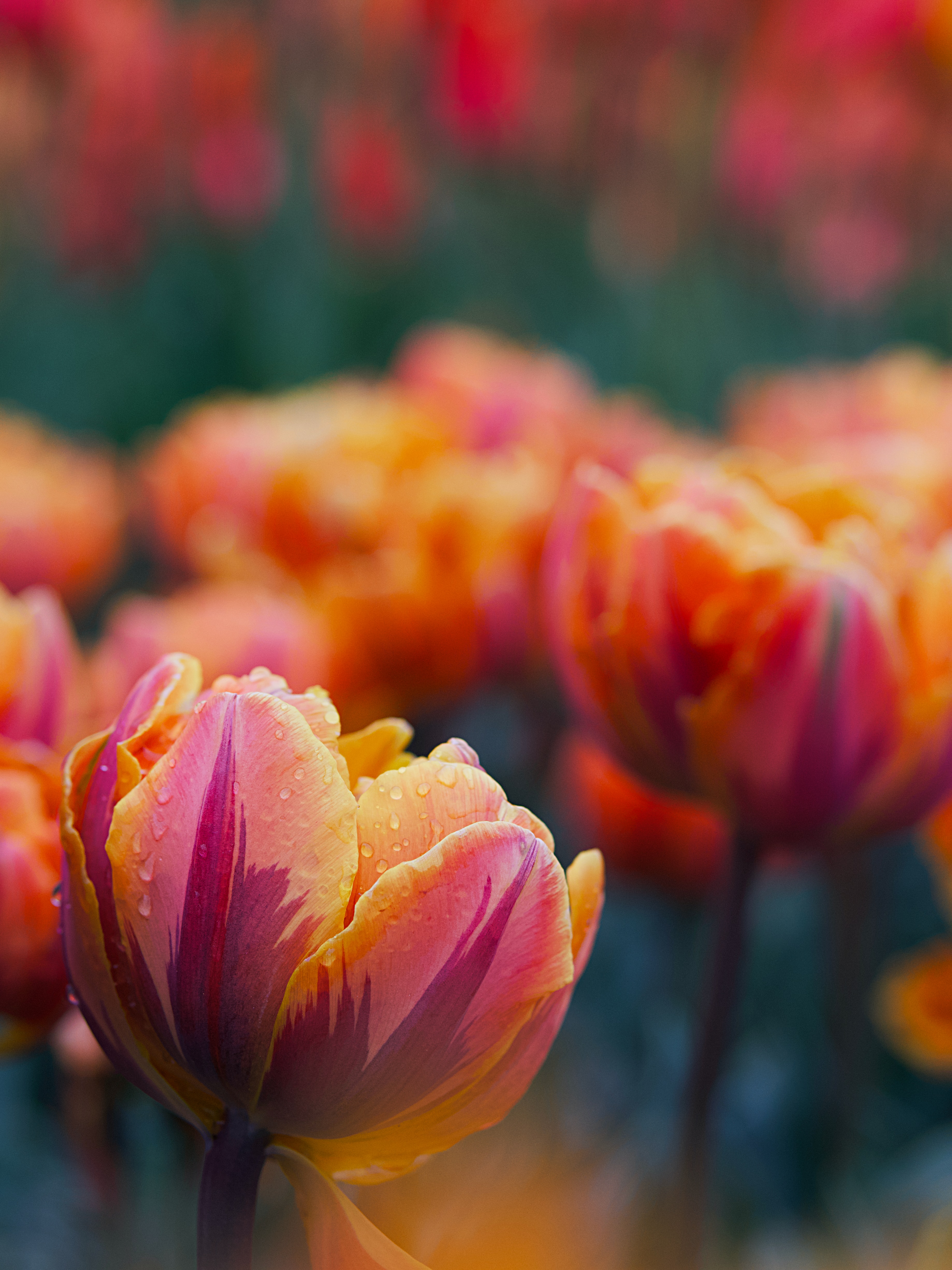 Garden tulip Tulip flowers Wallpaper