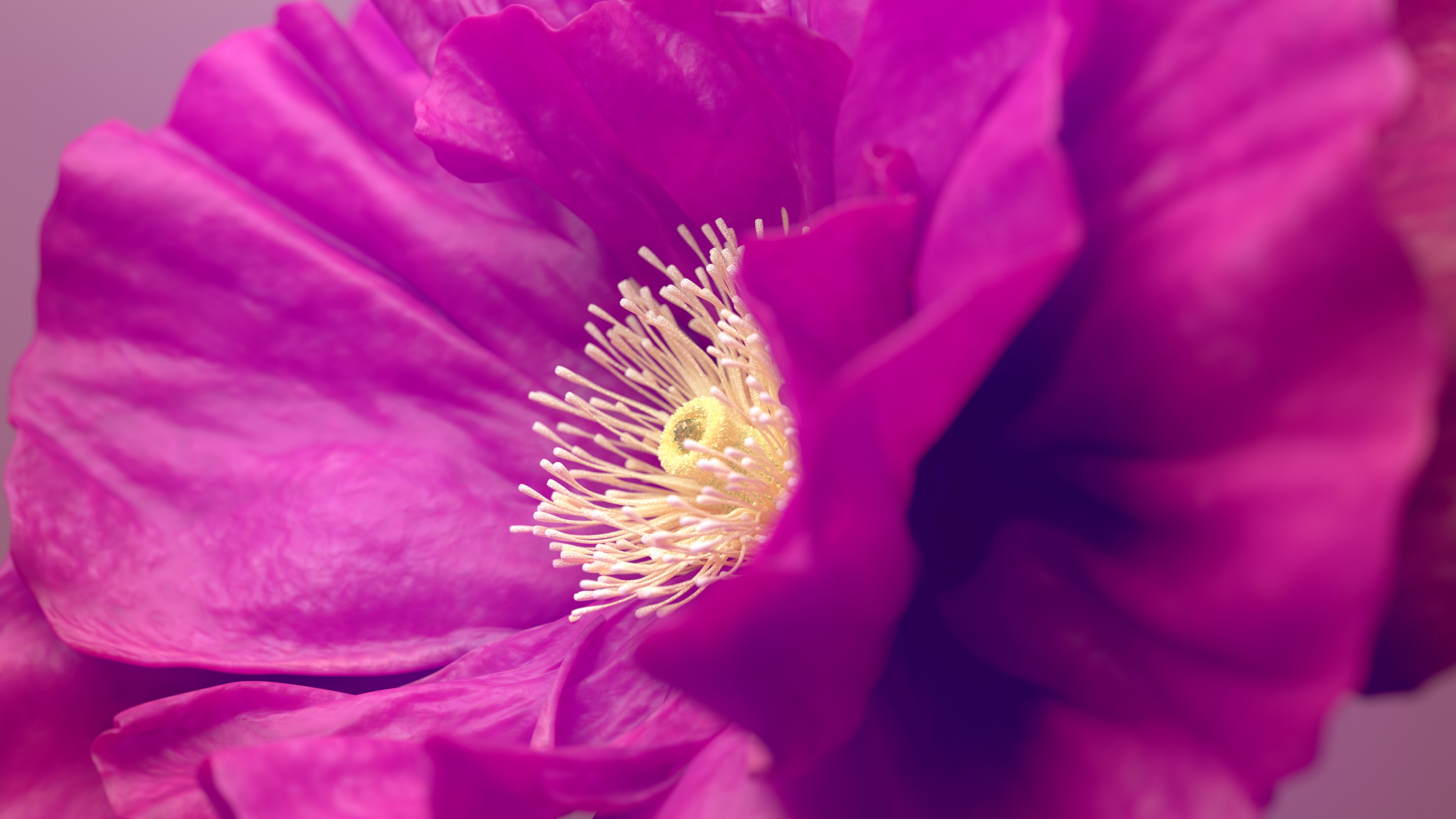 Hibiscus flowers Pink flower Wallpaper