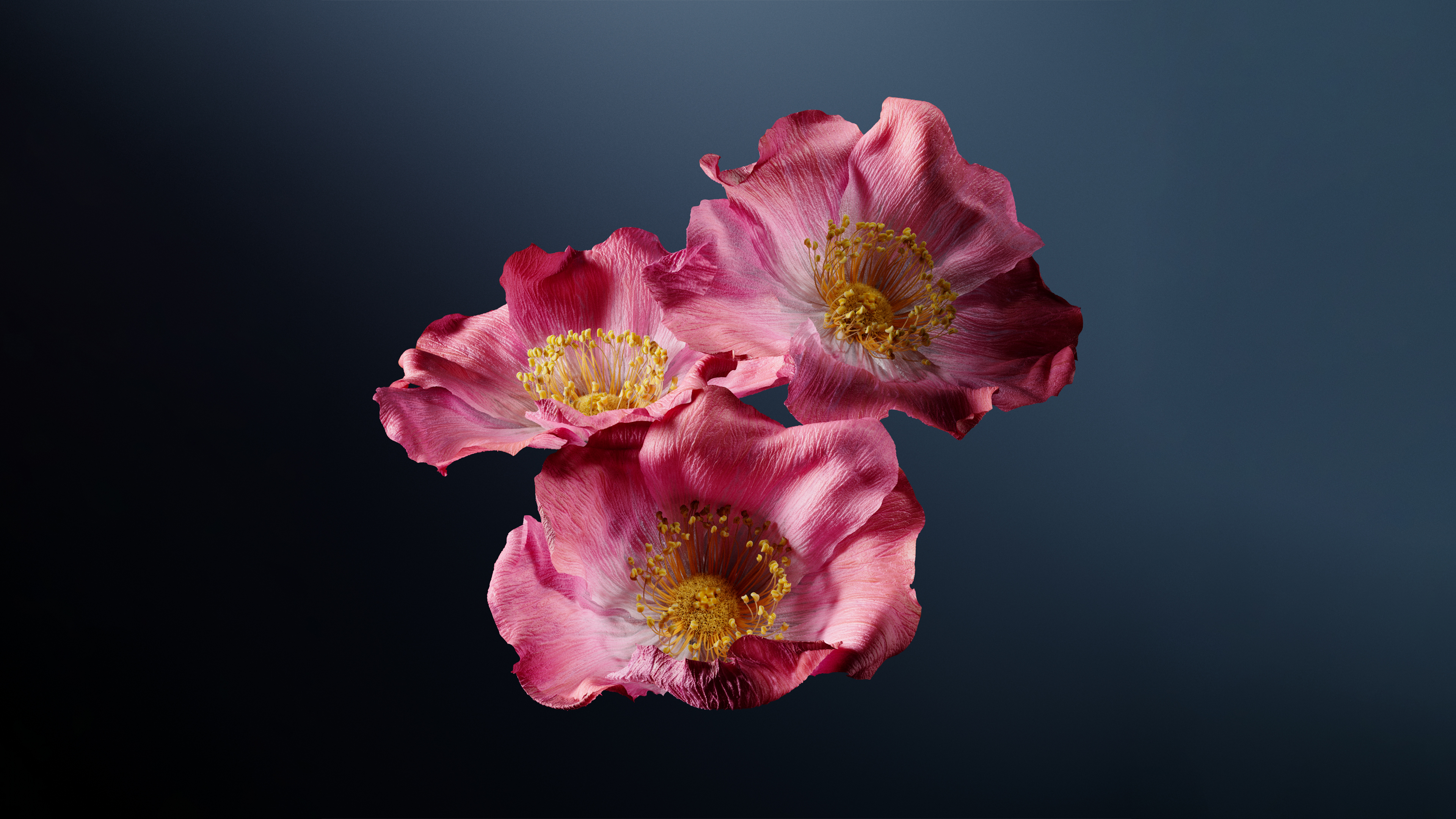 Poppy flowers Pink flowers Wallpaper