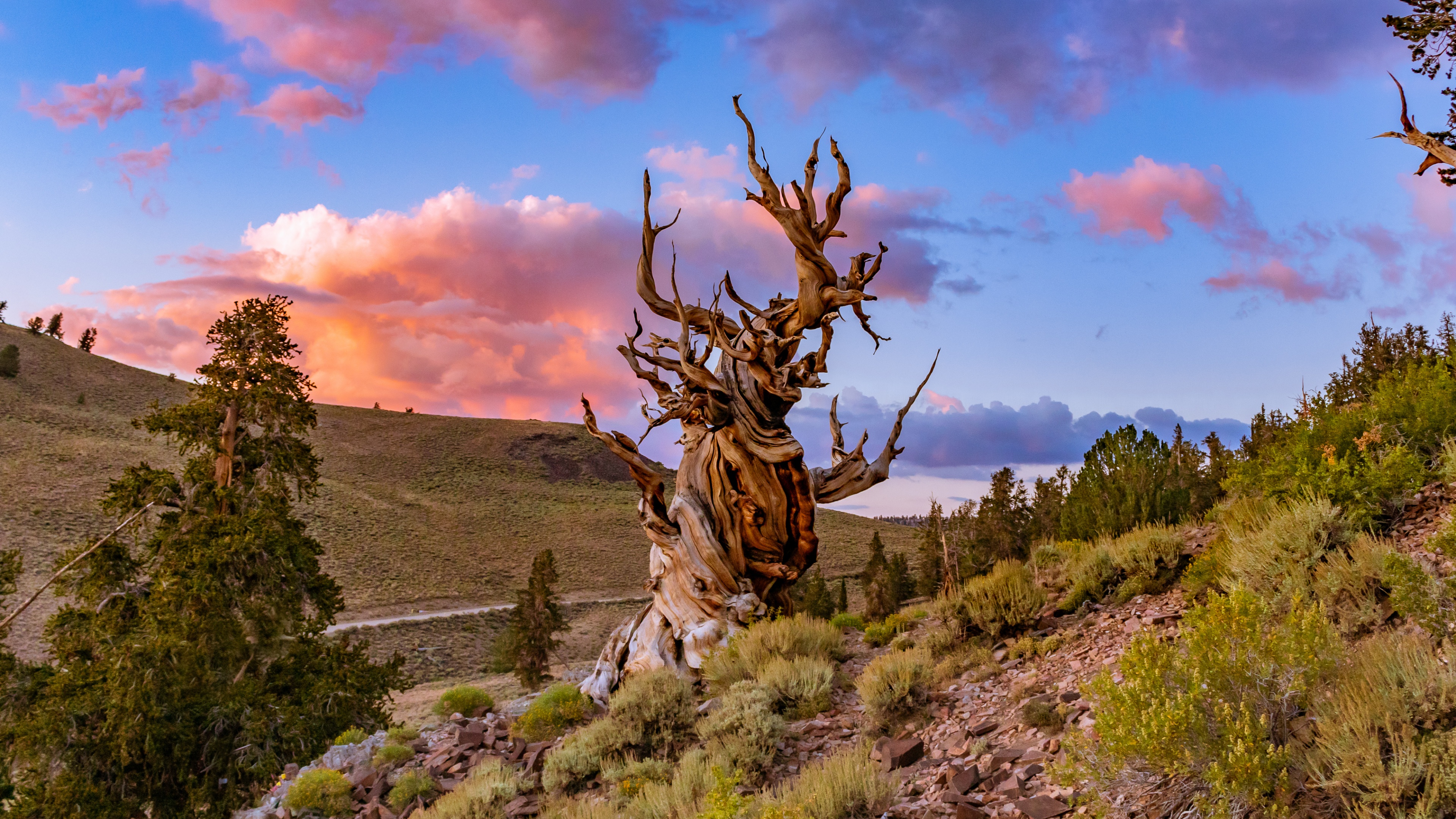 Bristlecone pine tree Lone tree Wallpaper