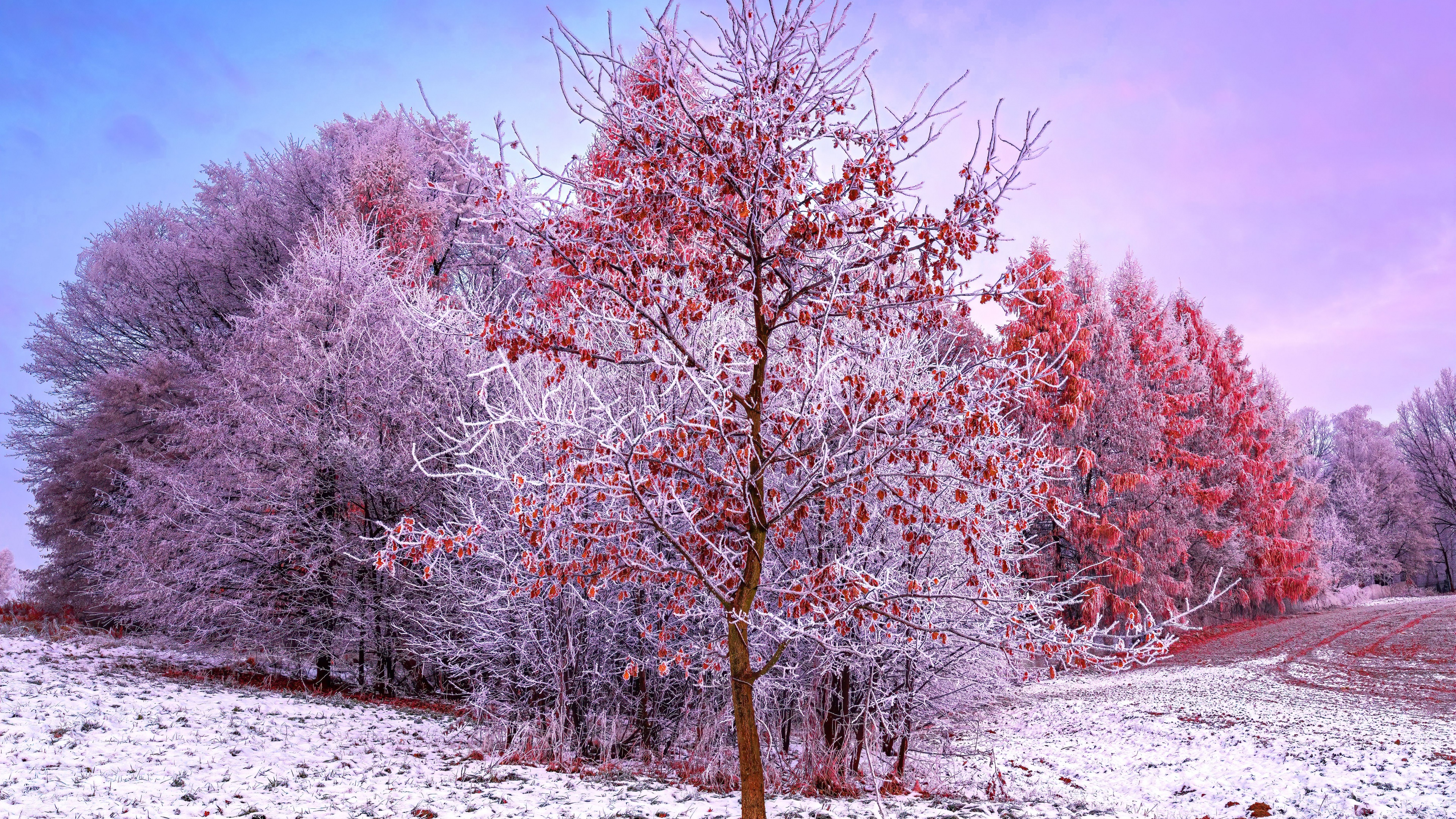 Winter Trees Wallpaper