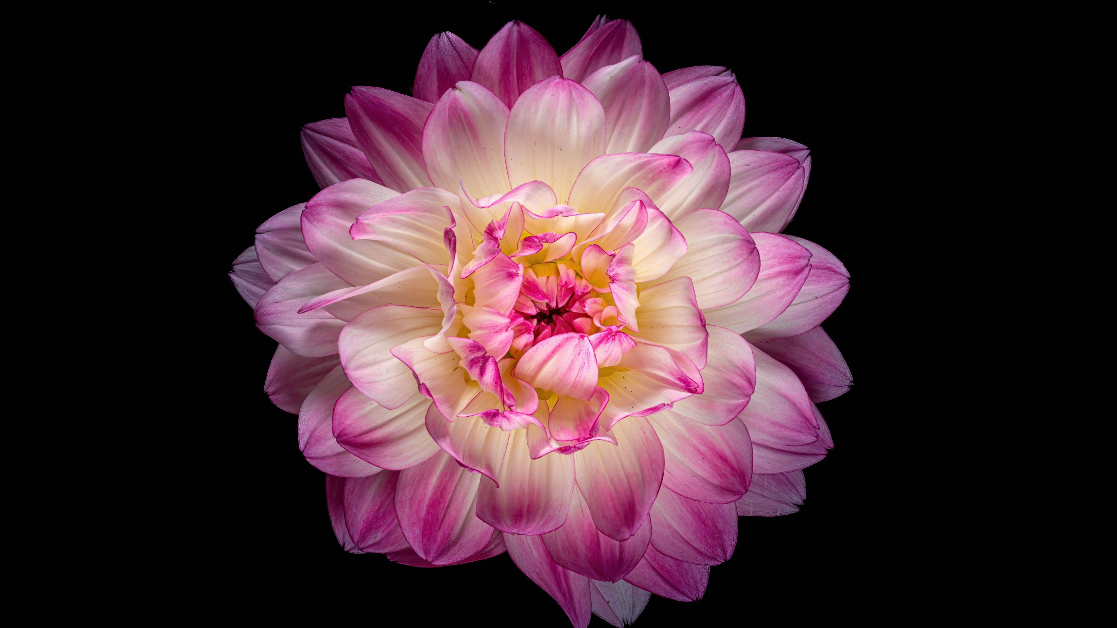 Dahlia flower 5K Wallpaper