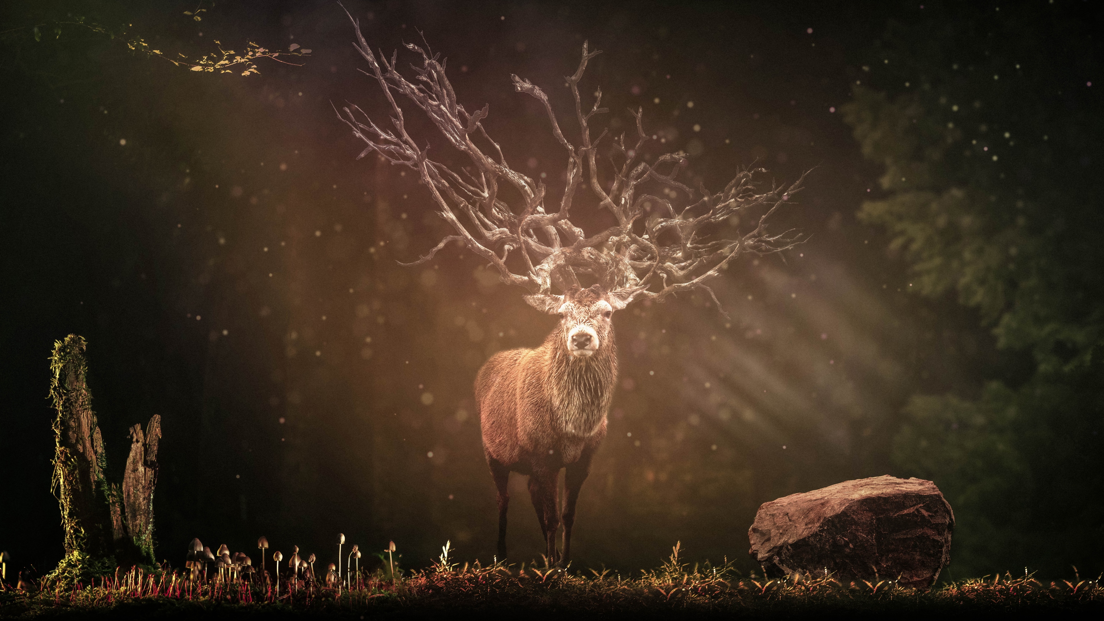 Hirsch Deer Wallpaper