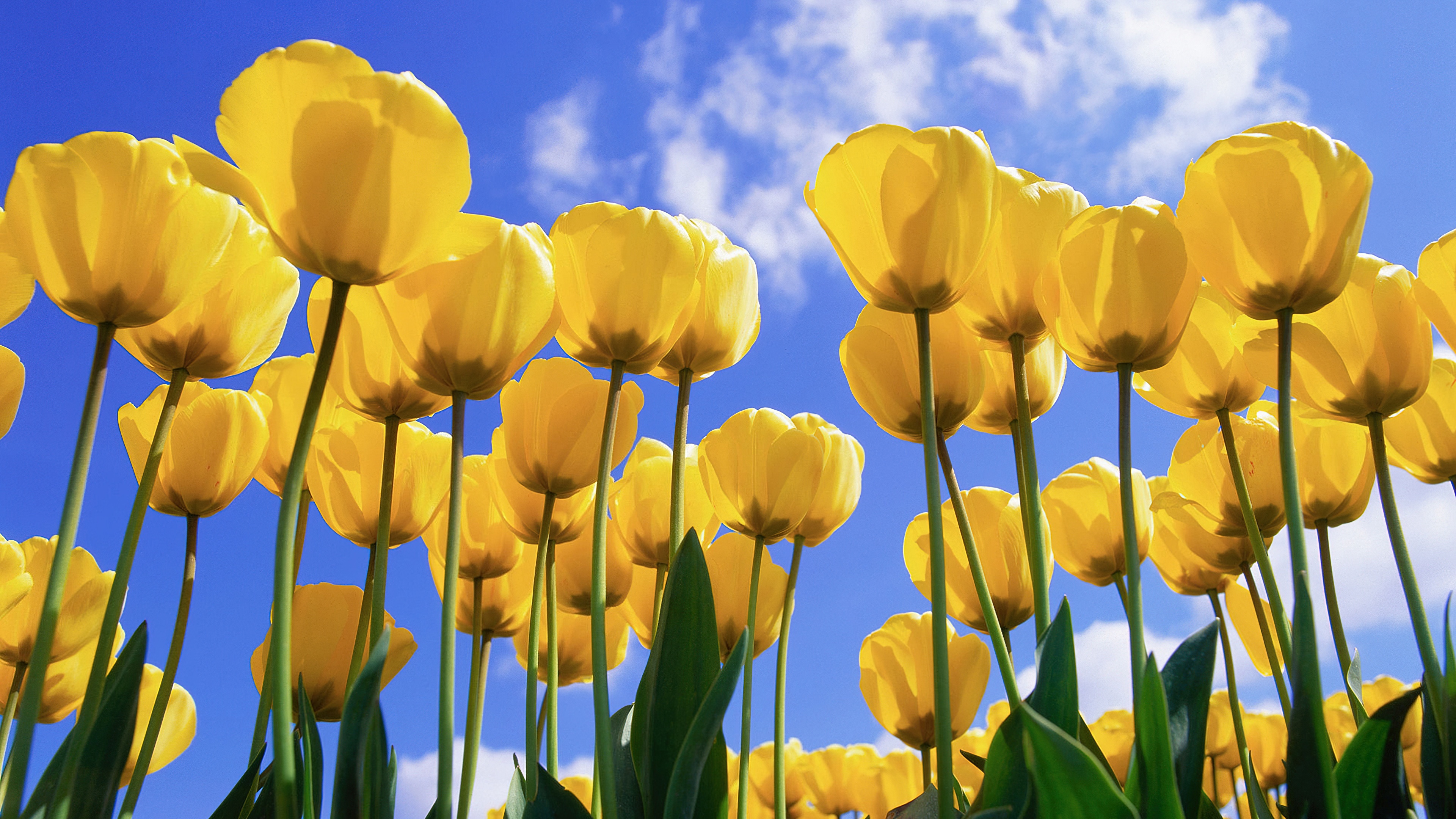 Yellow tulips Daylight Wallpaper