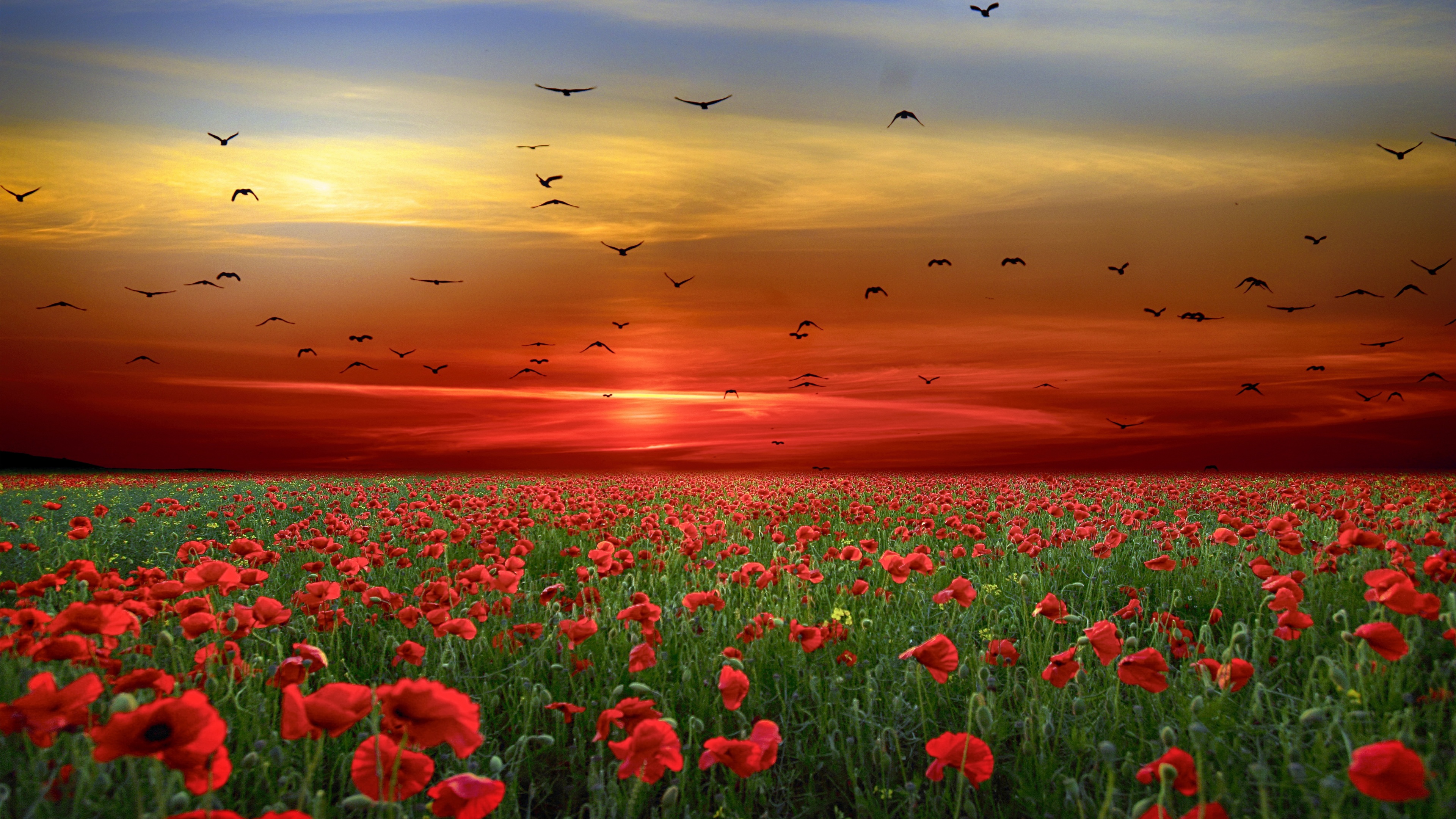 Poppy flowers Poppy Field Wallpaper