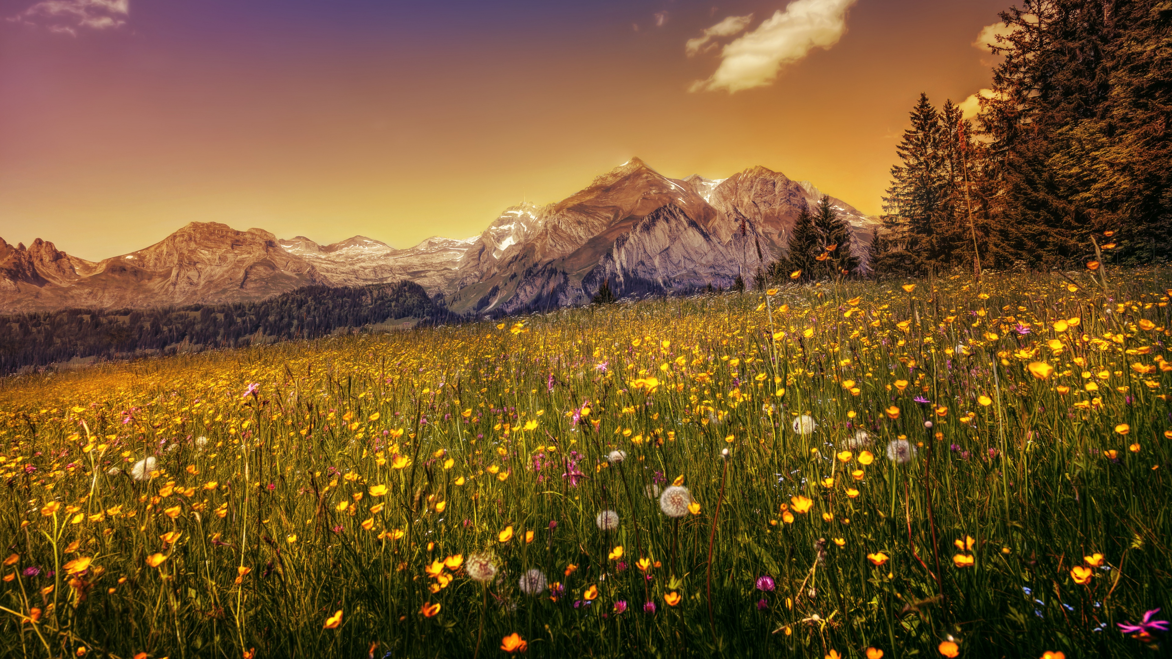 Buttercup field Yellow flower Wallpaper