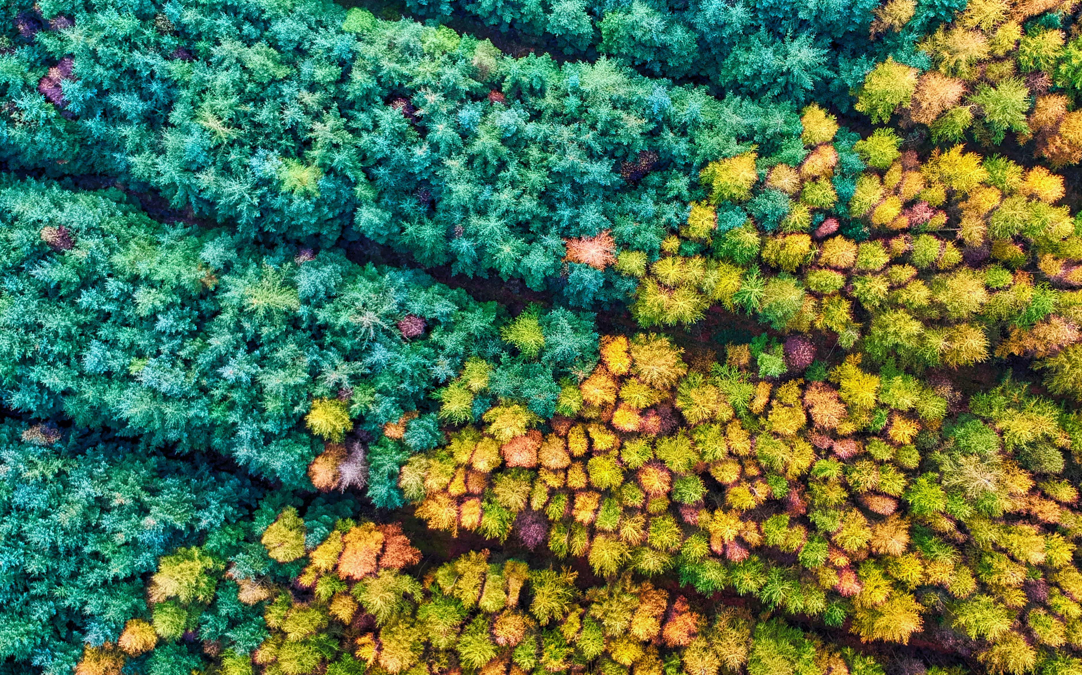 Autumn season Mamhead Forest Wallpaper