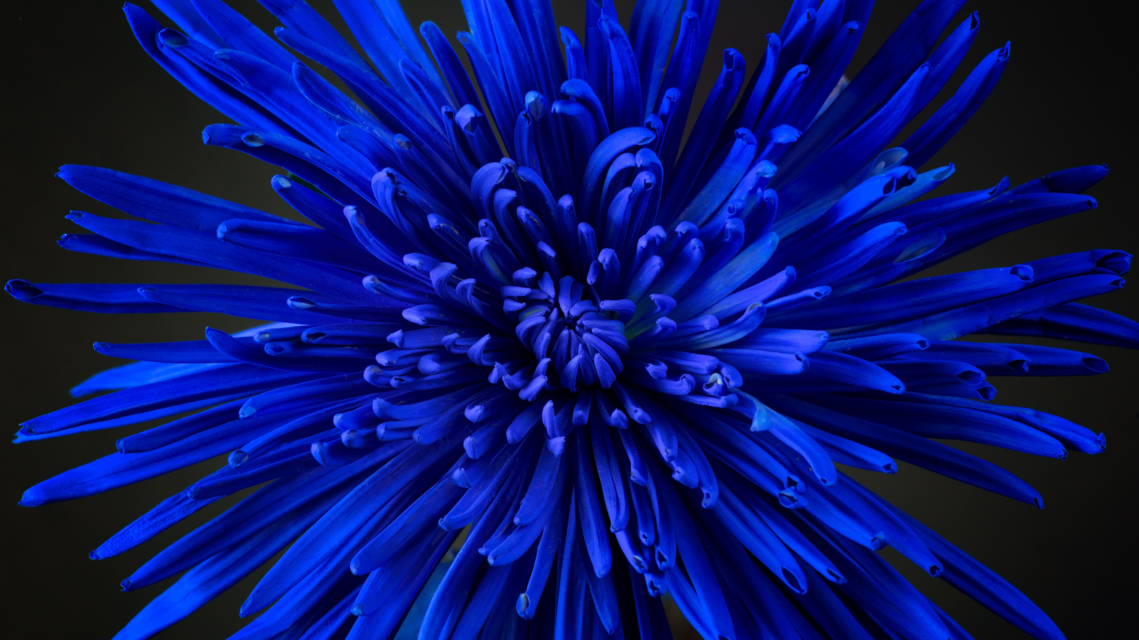 Blue flower Chrysanthemum Wallpaper