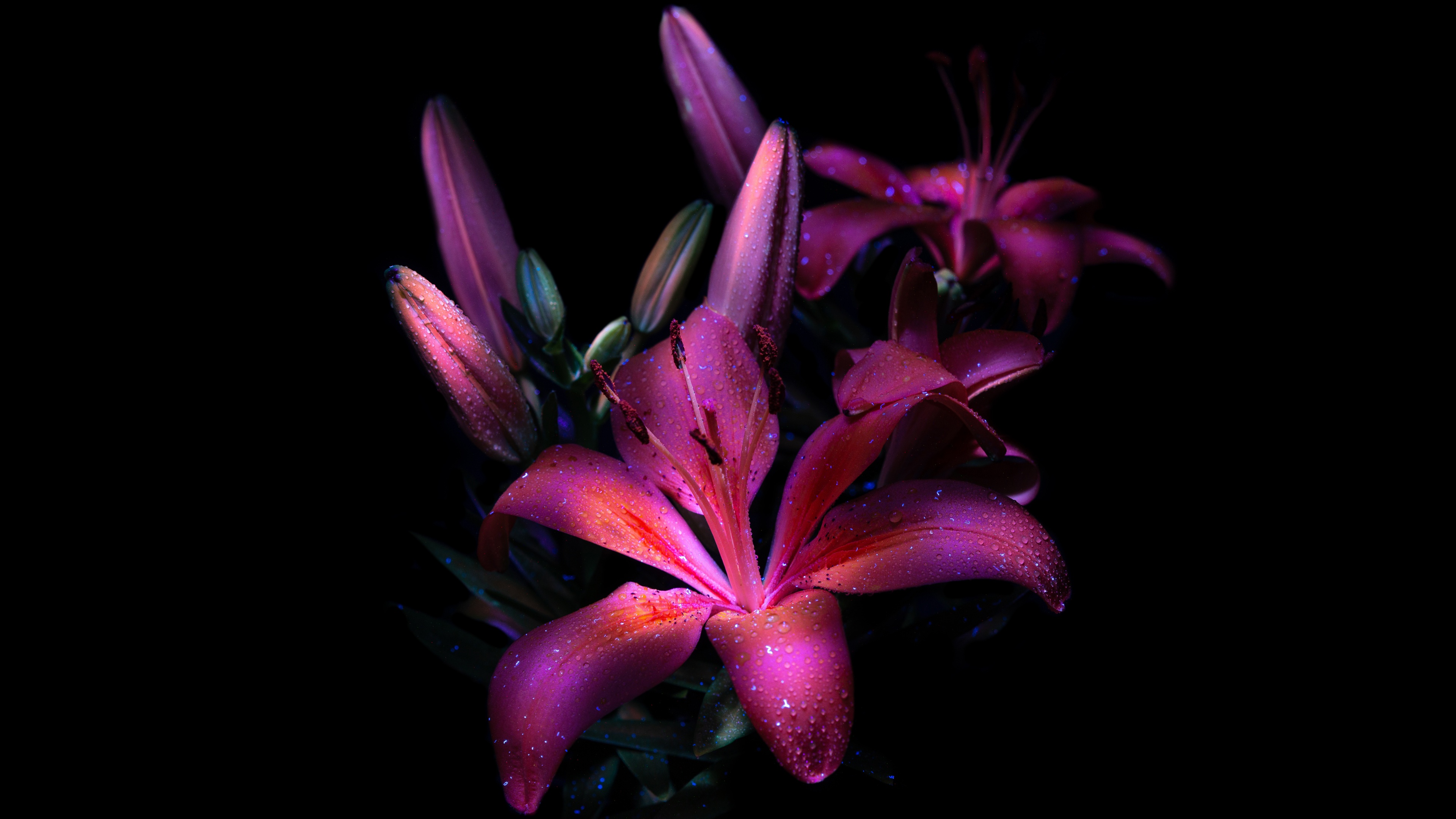 Purple lily Dark aesthetic Wallpaper