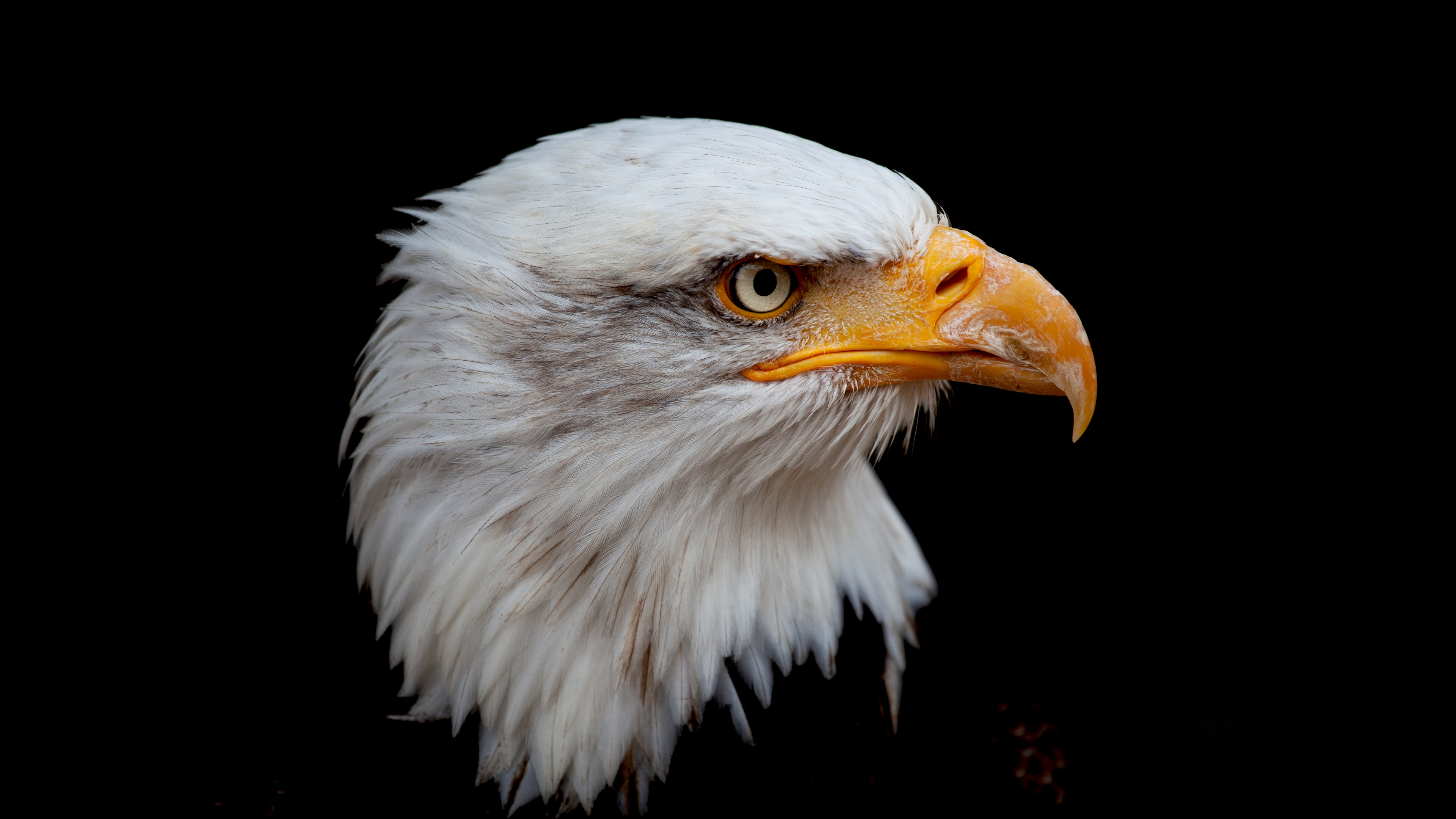 Bald eagle 8K Wallpaper