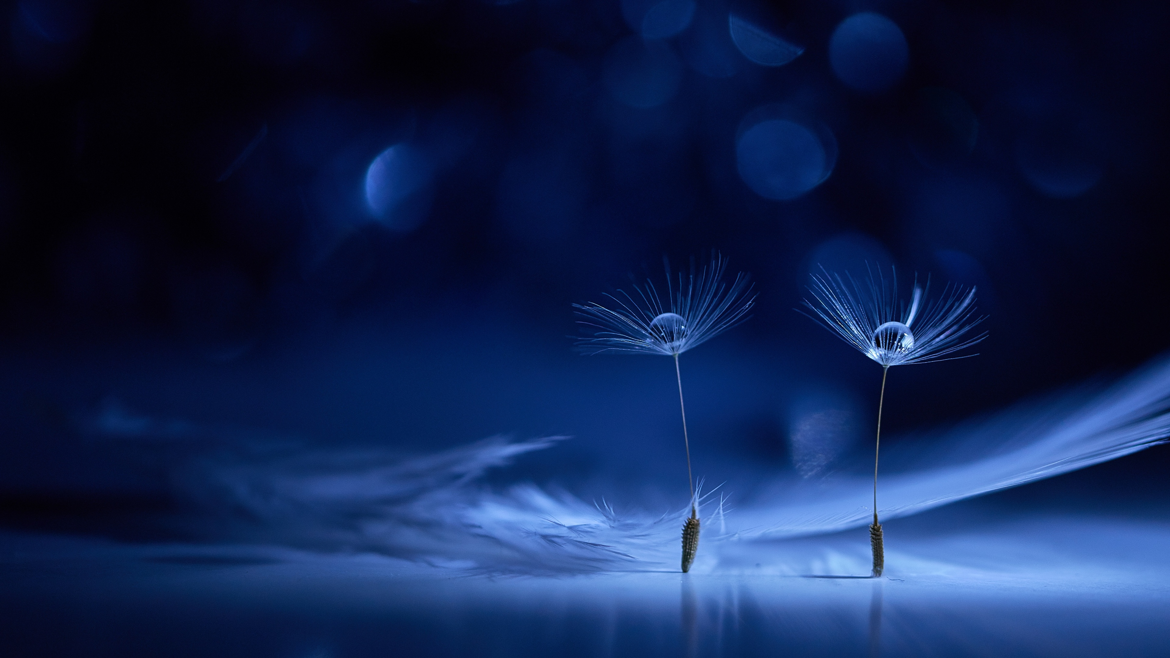 Dandelion flowers Water drops Wallpaper