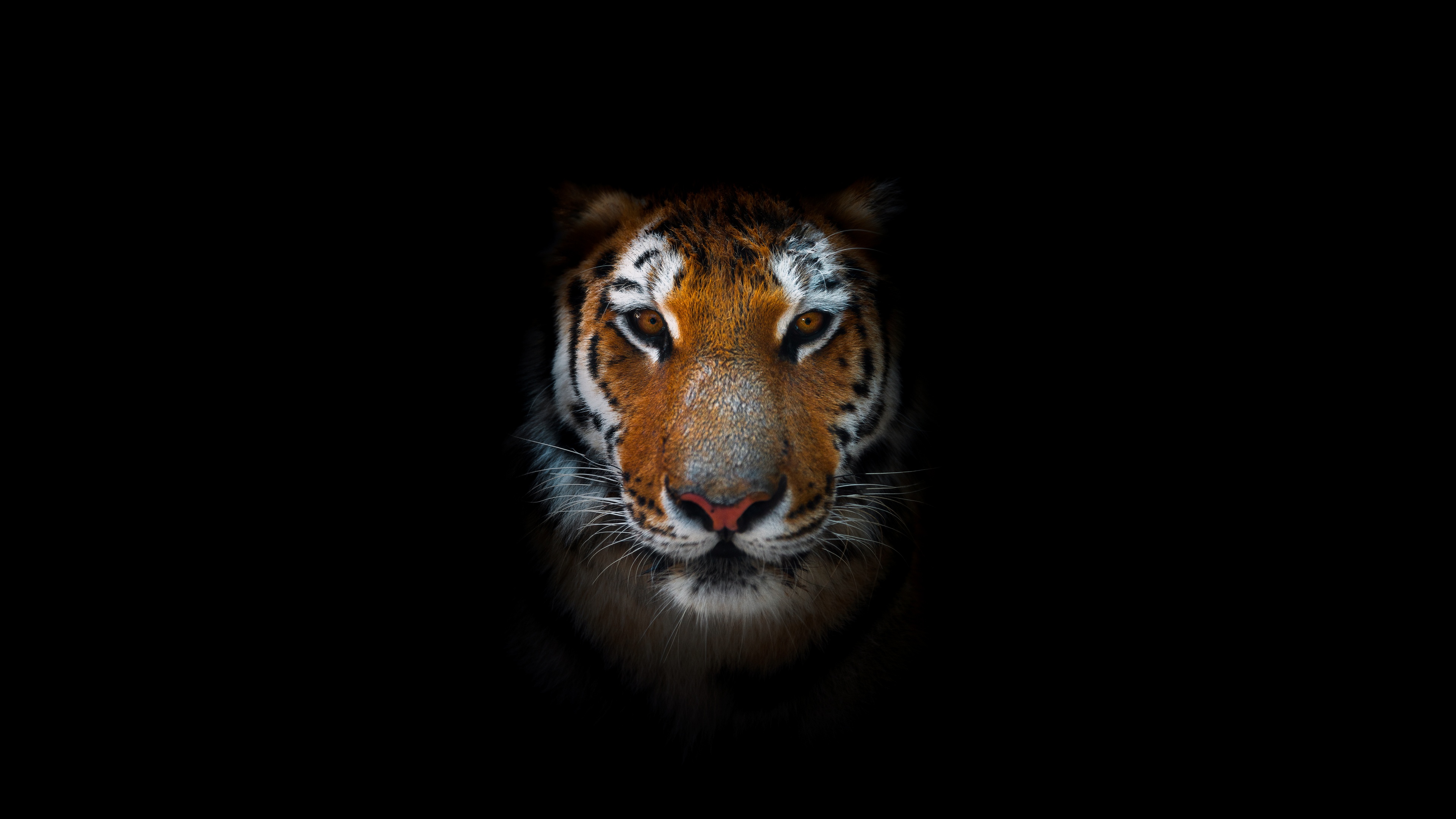 Tiger AMOLED 8K Wallpaper