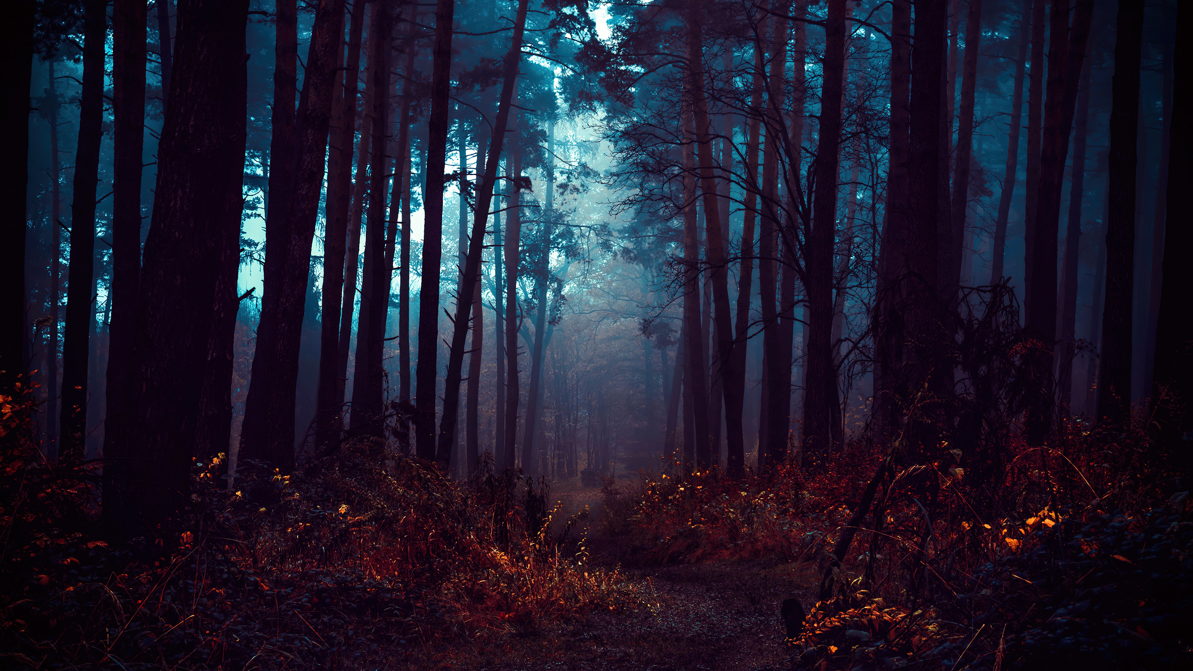 Forest Fog Wallpaper