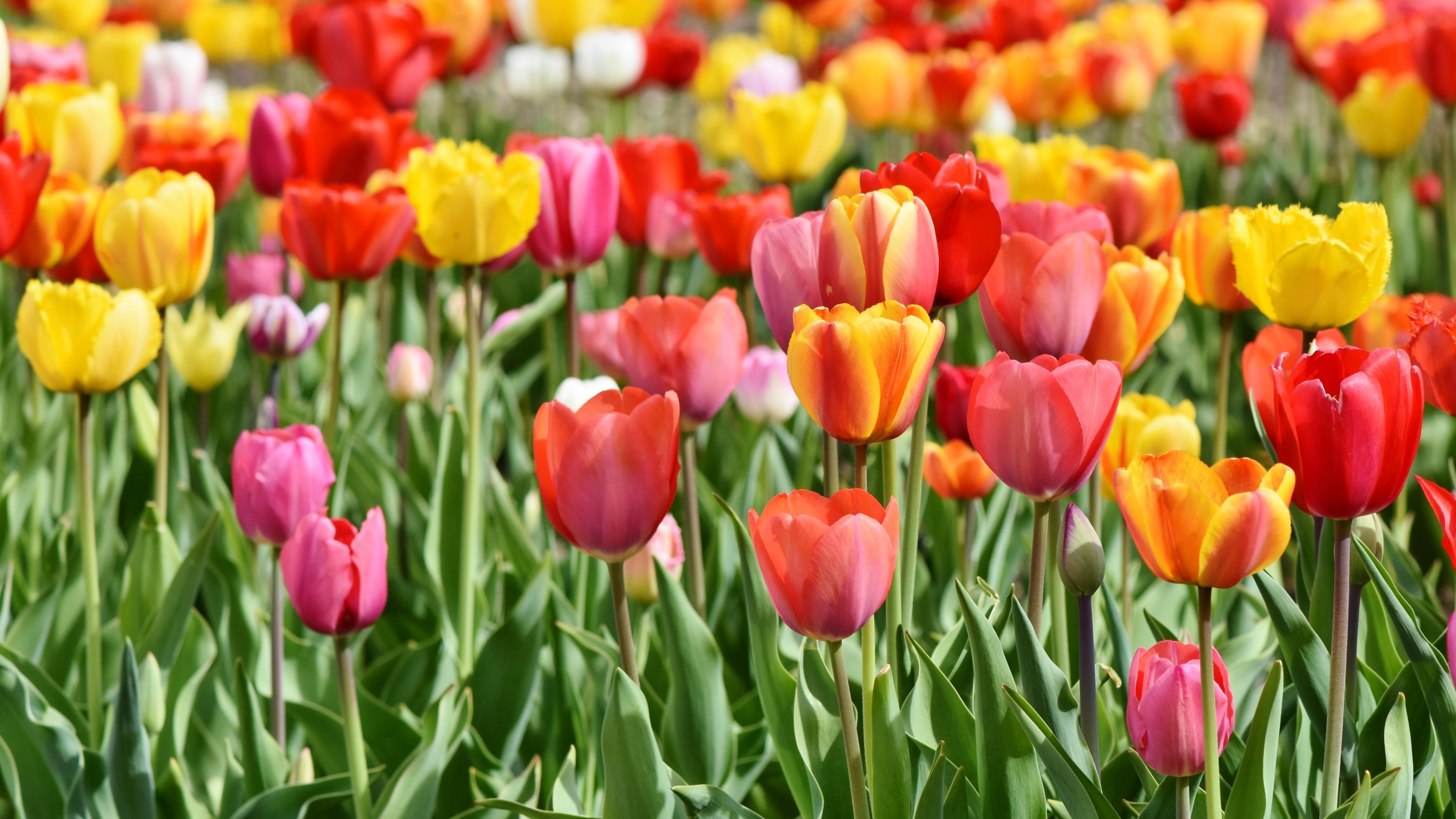 Tulips Tulip flowers Wallpaper
