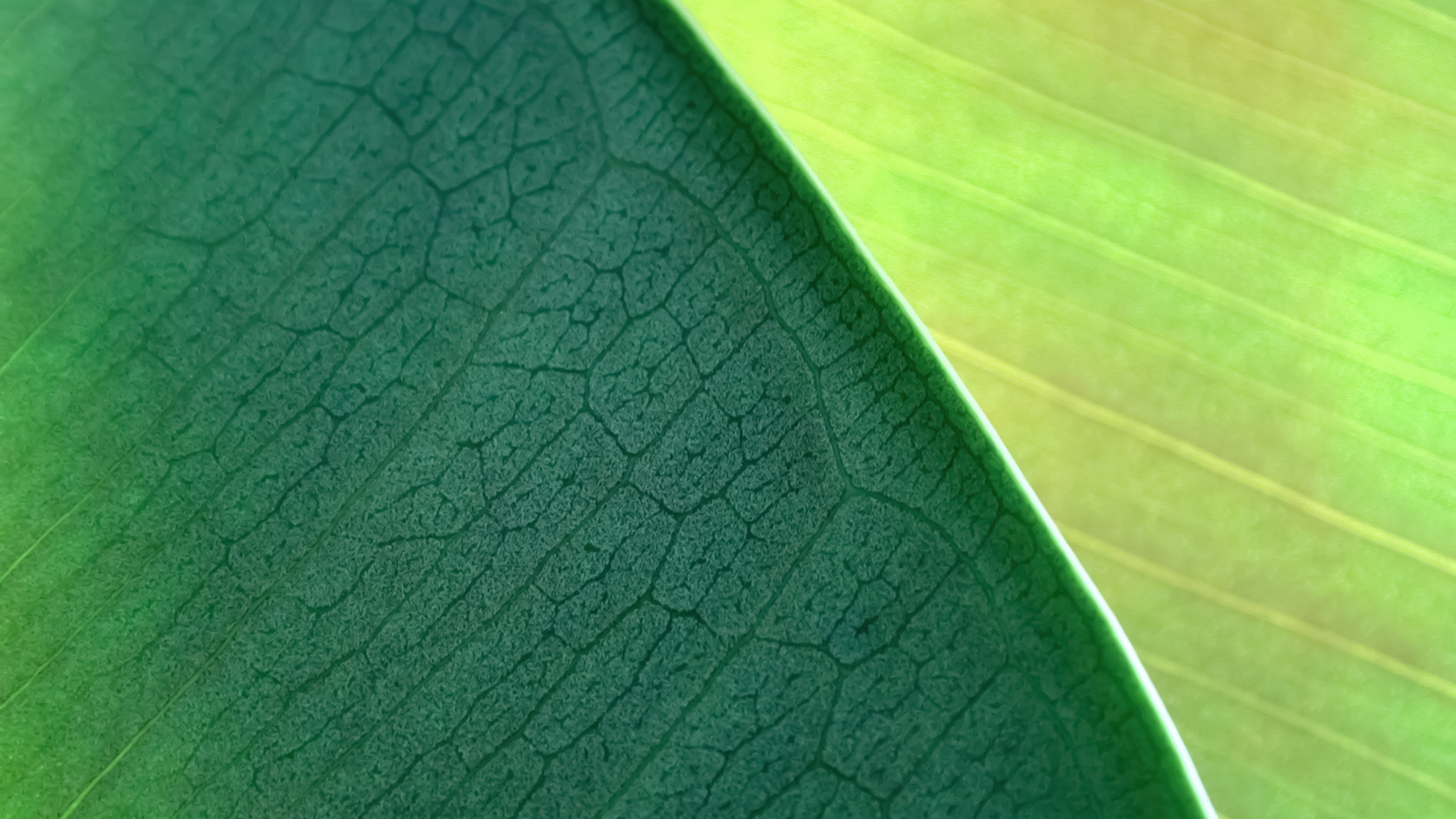OS X Mountain Lion Green leaf Wallpaper