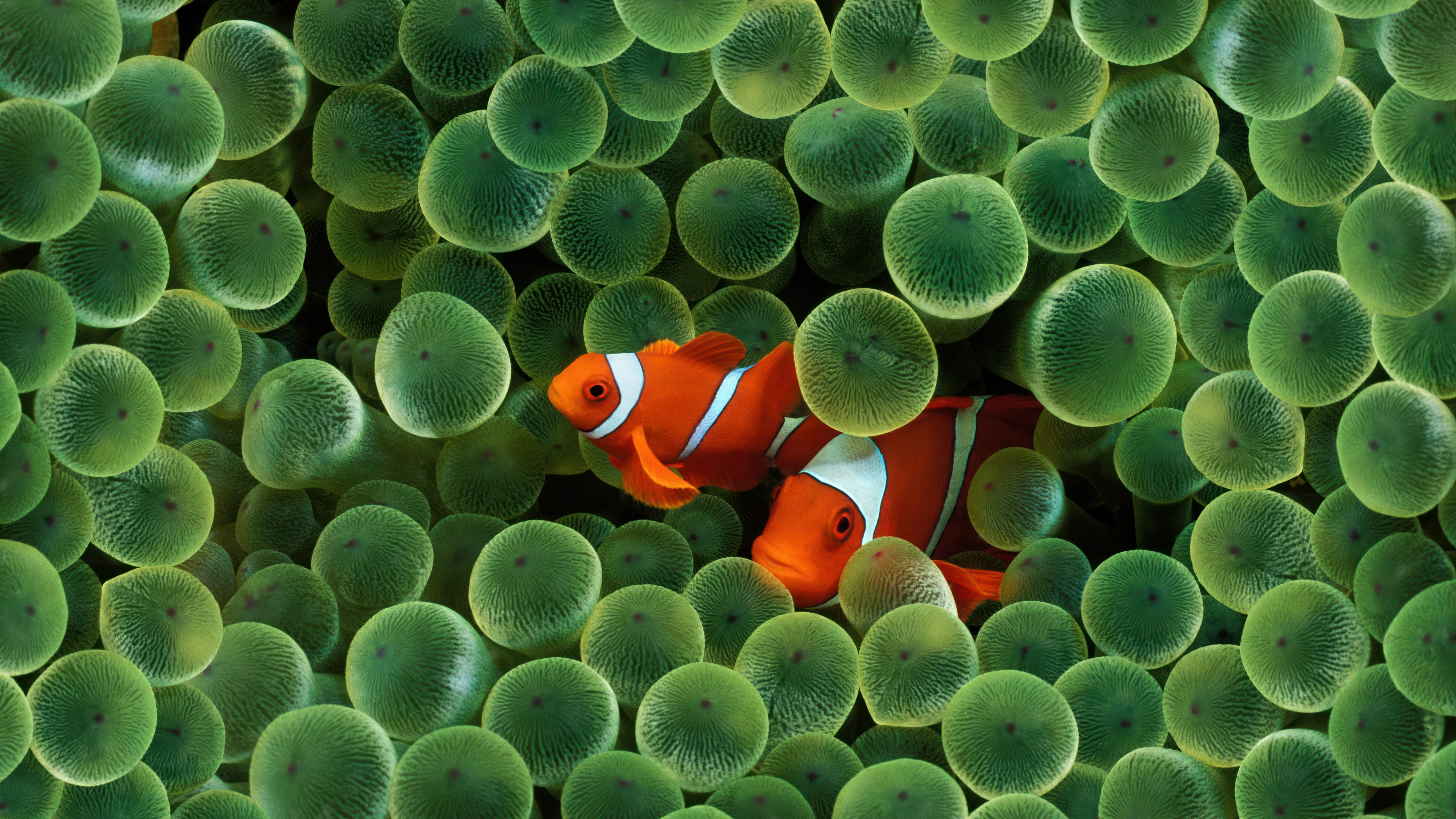 OS X Leopard Clownfish Wallpaper