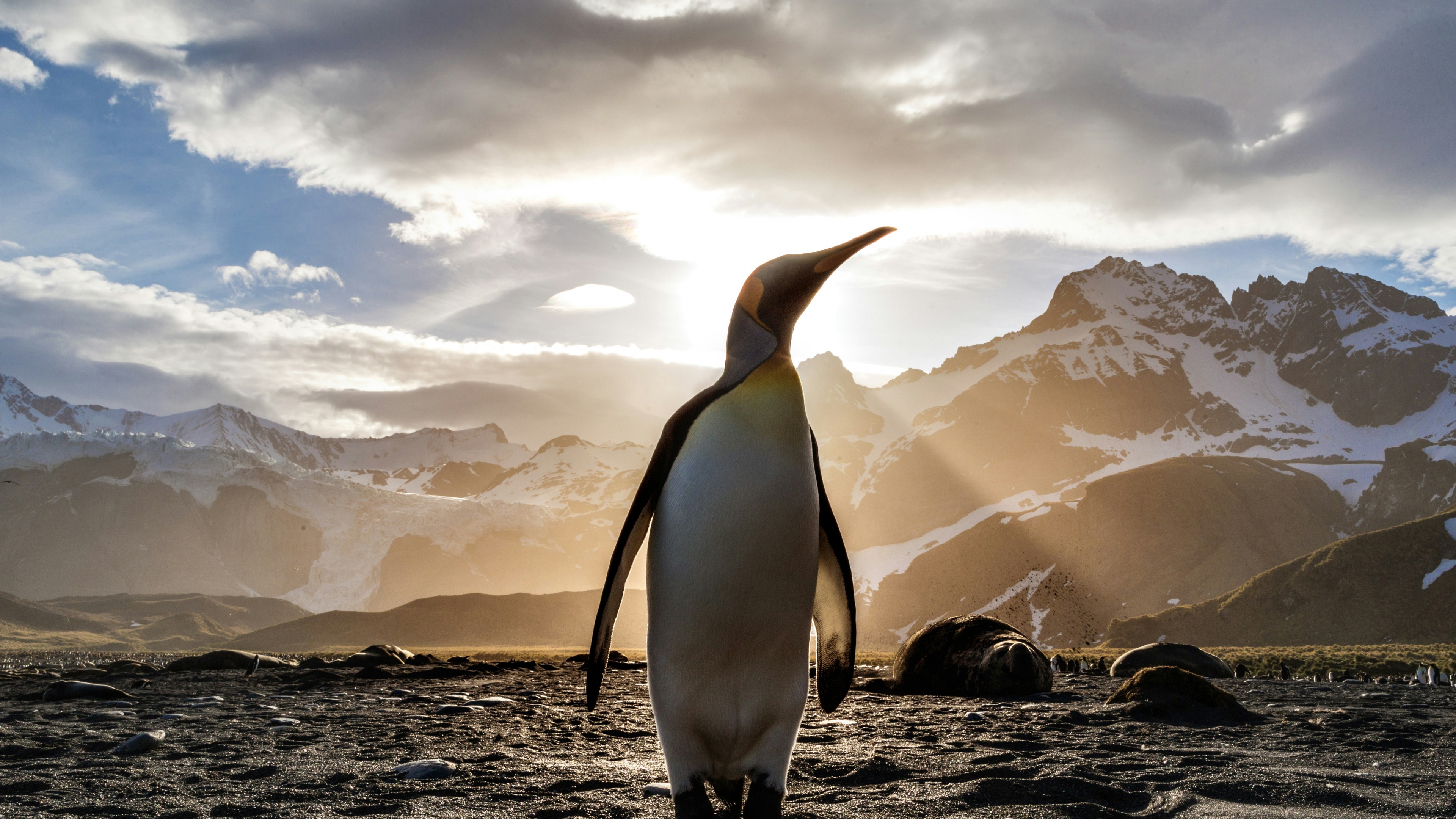 King penguin Antarctica Wallpaper